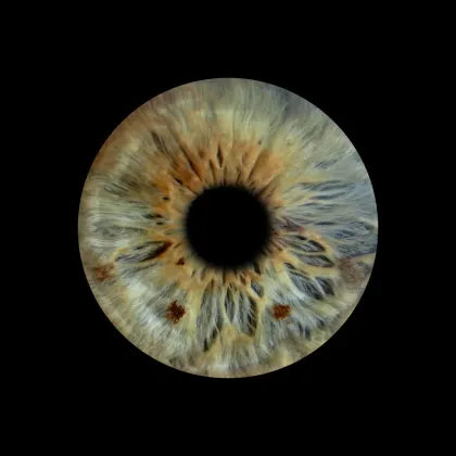 Photographie macro HD d'un iris capturée pendant l'événement
